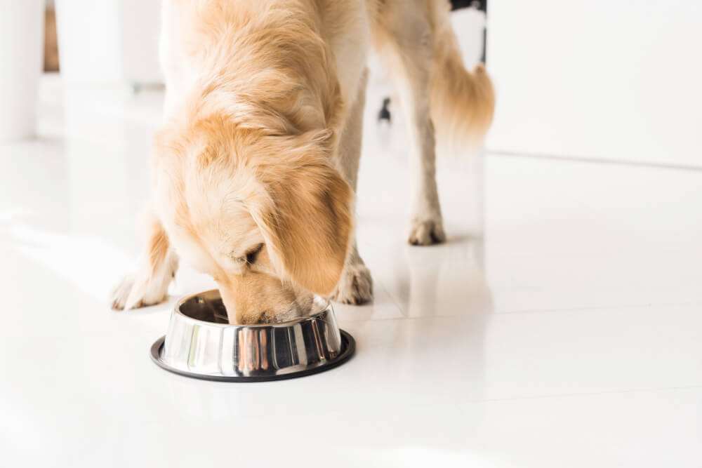 What are the top 10 healthiest foods for dogs?