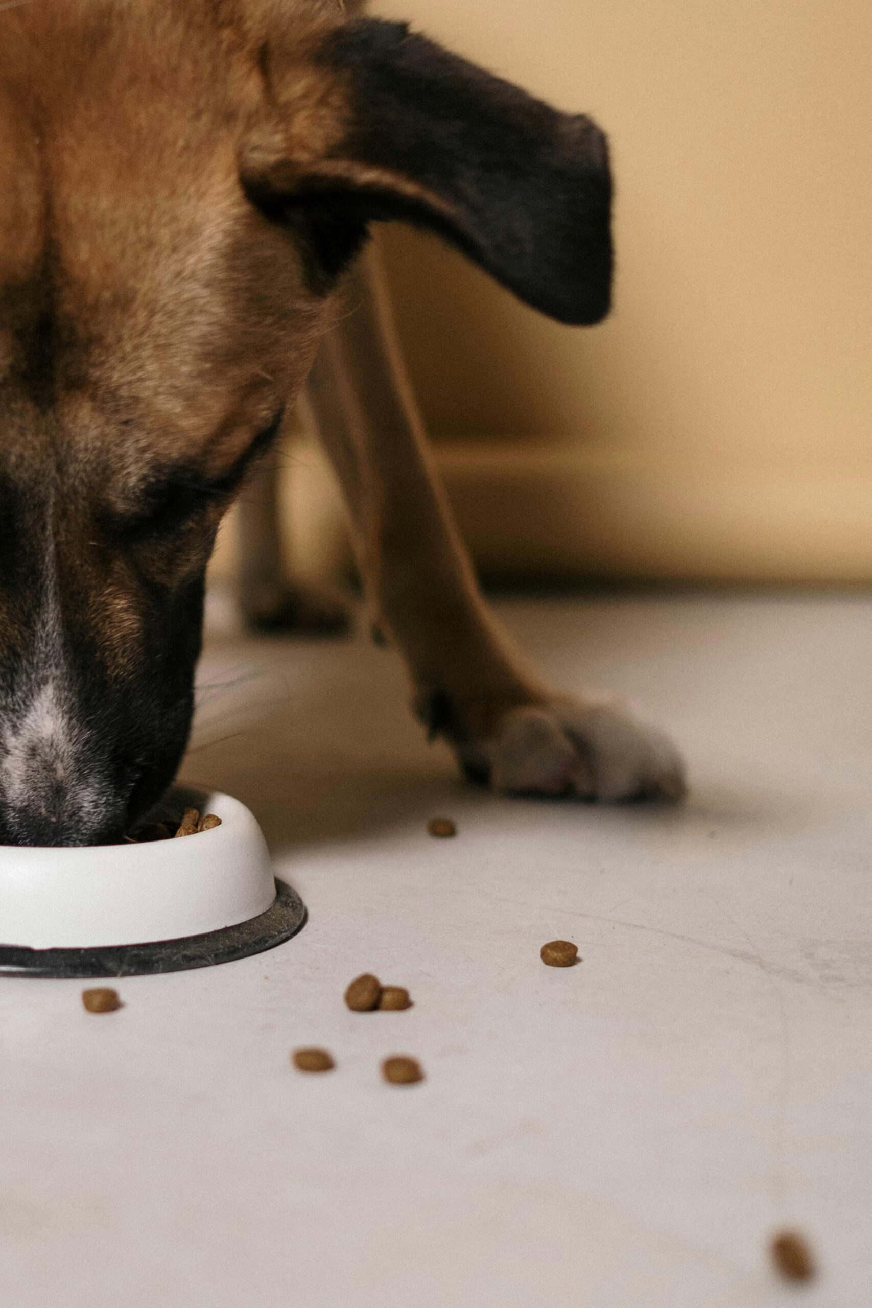 Effective Solutions to Boost Your Dog’s Appetite