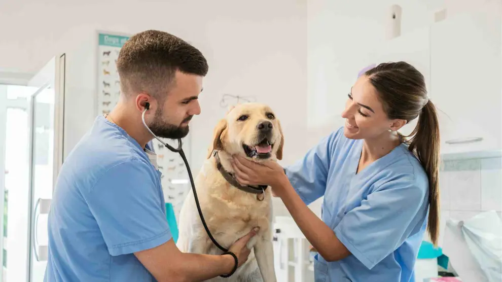 Common Dog Sicknesses: Characteristics, Consequences, and Treatment