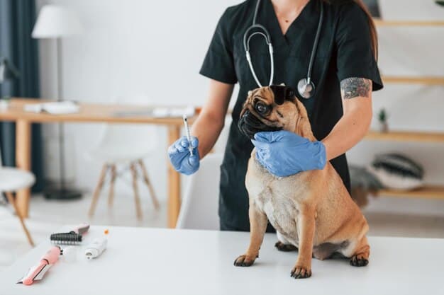 Common Dog Health Issues: Characteristics, Consequences, and Treatment