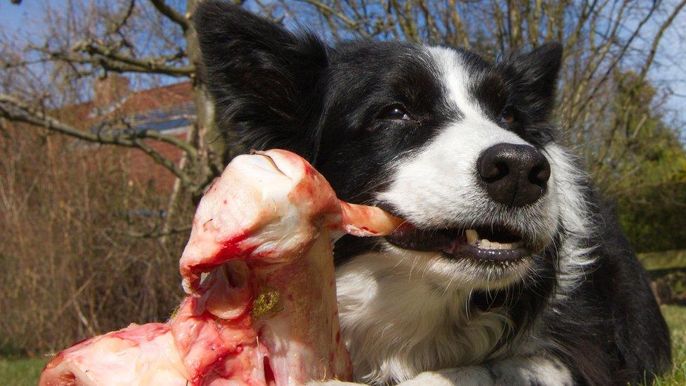 The Best Raw Dog Food for Allergies: A Guide for Sensitive Pets