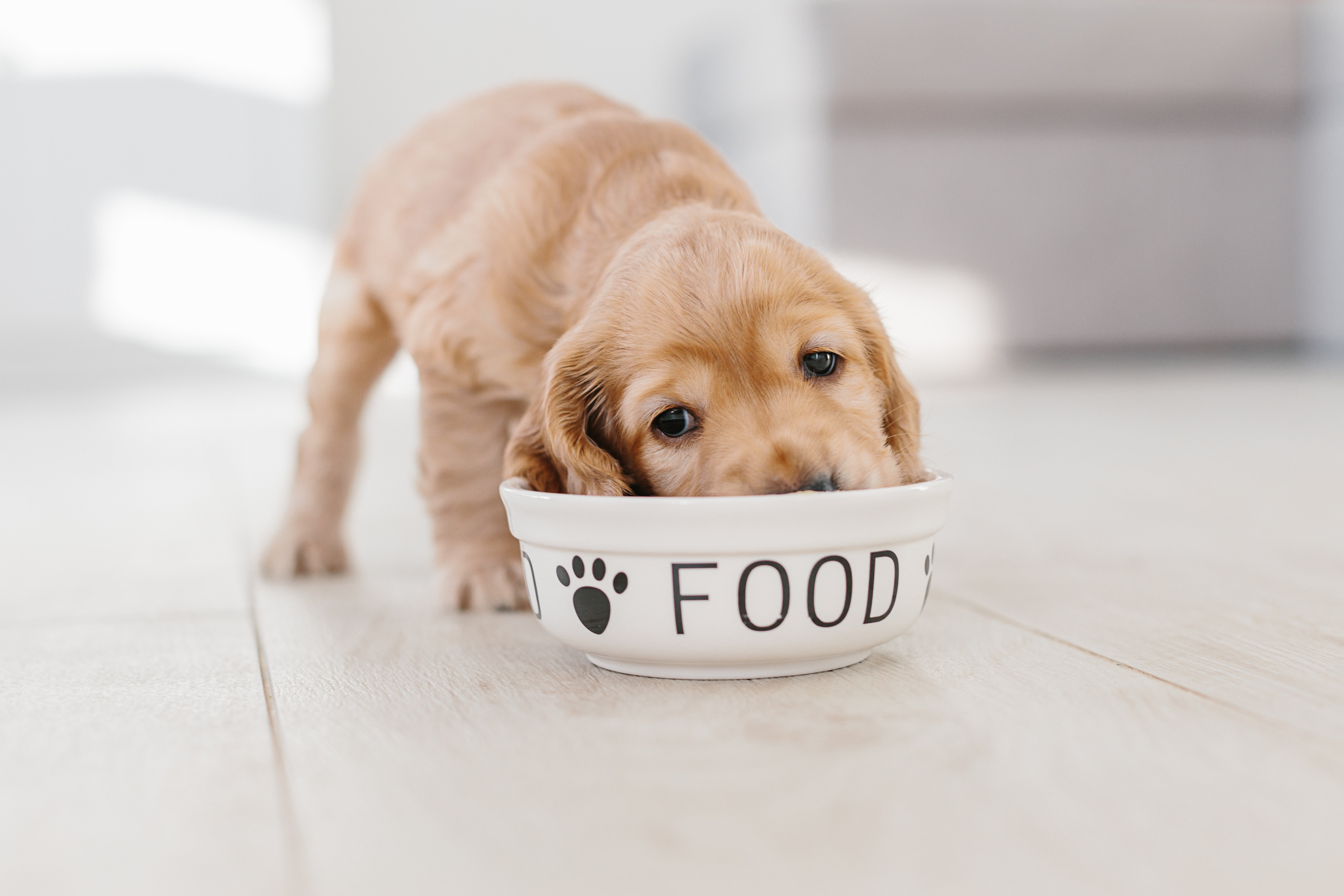 114519817 xl002FEB2022BLOG PUPPY 1