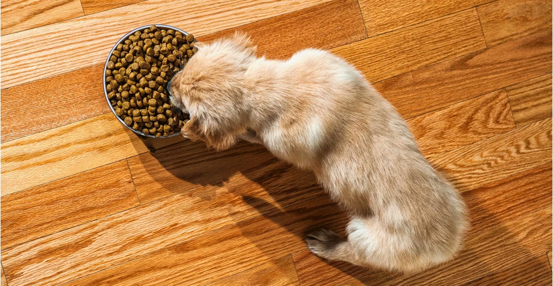 puppy feeding mistakes
