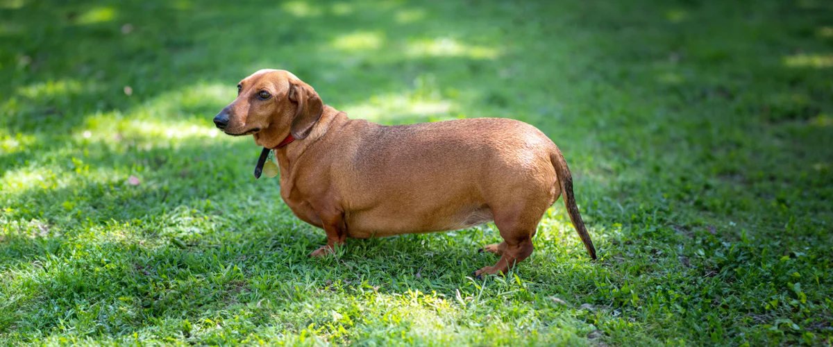 Blog Hero Pet Obesity 1920x800 2b65b031 d292 48fc 9727