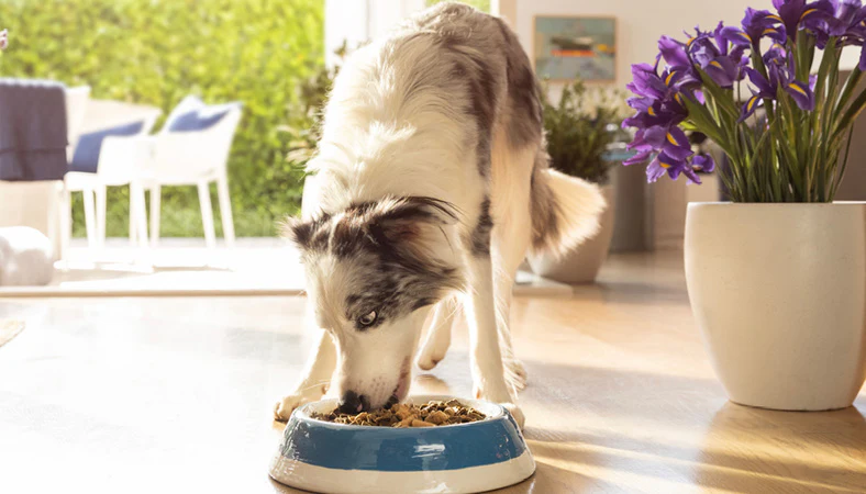 Blog Revealed The best dog food for sensitive stomachs Aug 23