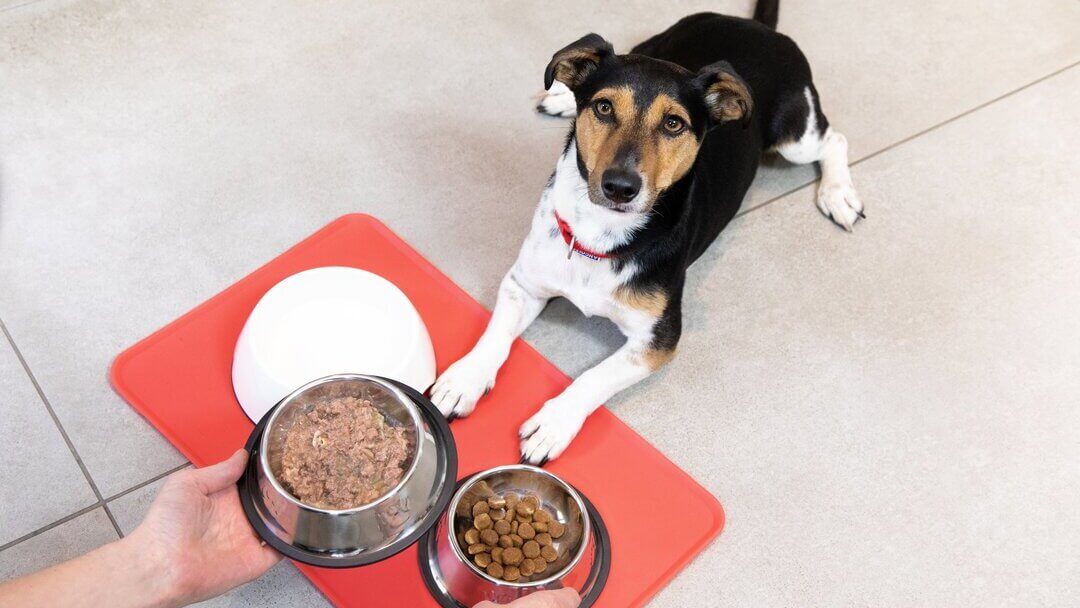 Feeding Your Puppy The Complete GuideTEASER