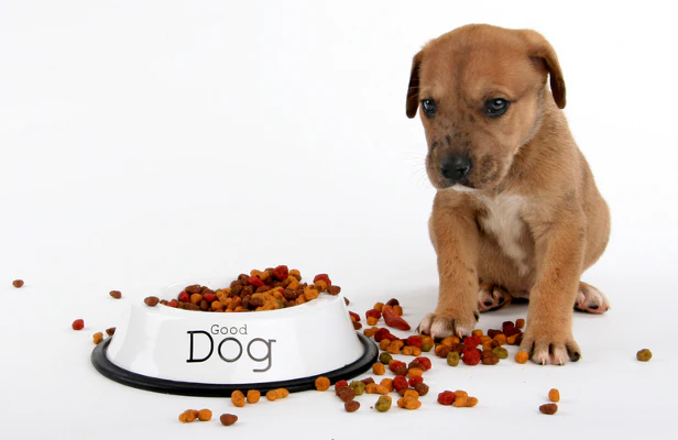 The Dangers of Overfeeding Your Dog