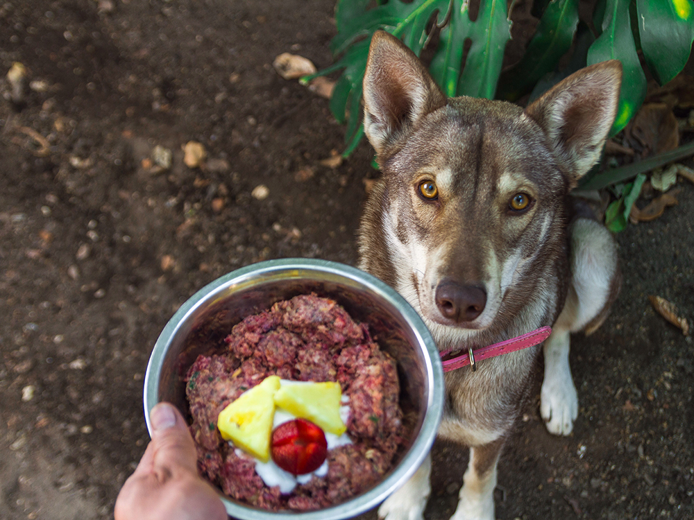 The Wildest Editorial Raw Dog Food Primer Everything You Need to Know Hero v01