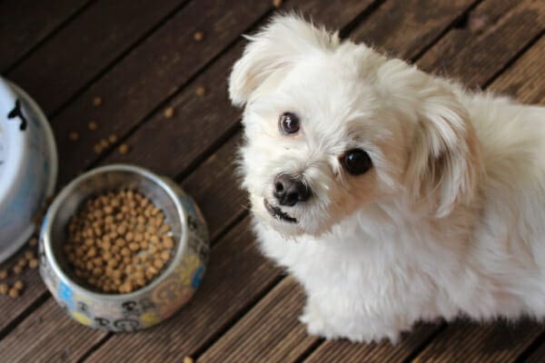 appetite dog food bowl