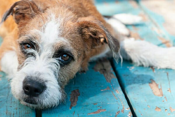 🐾 How to Naturally Stimulate Your Dog’s Appetite: Safe, Effective Methods