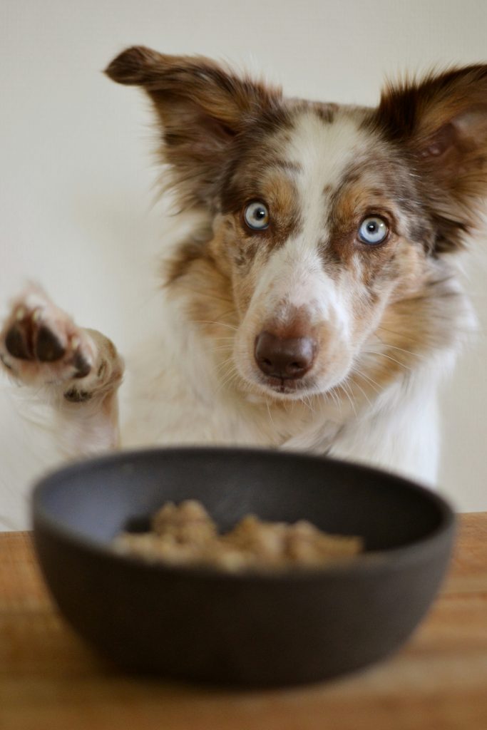 Best Puppy Food 2024: Vet-Approved Picks for Large Breeds, Sensitive Stomachs & Budgets 3 ayla verschueren 4amQU28yNyg unsplash
