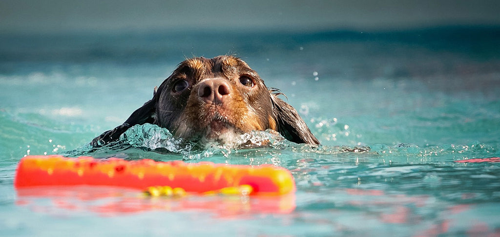 Exercise for Obese Dogs