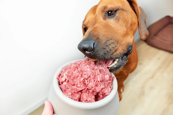 feeding dog natural raw minced 600nw 2290814207 jpg