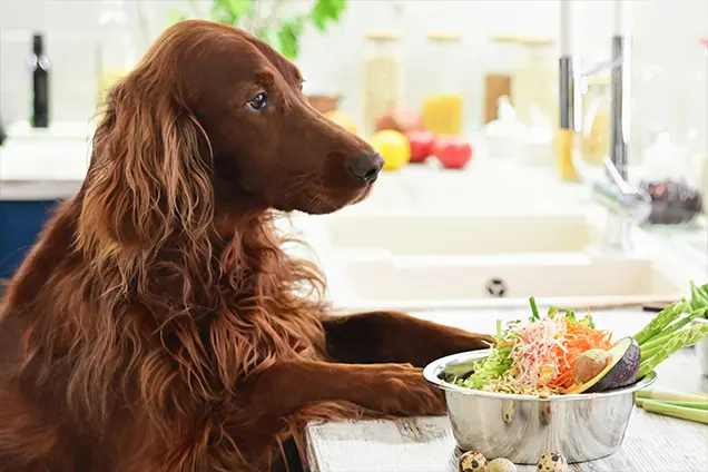 freshpetfoodblog topimage2 lowres 1