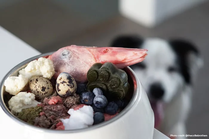 homemade raw dog food 3 credit 1