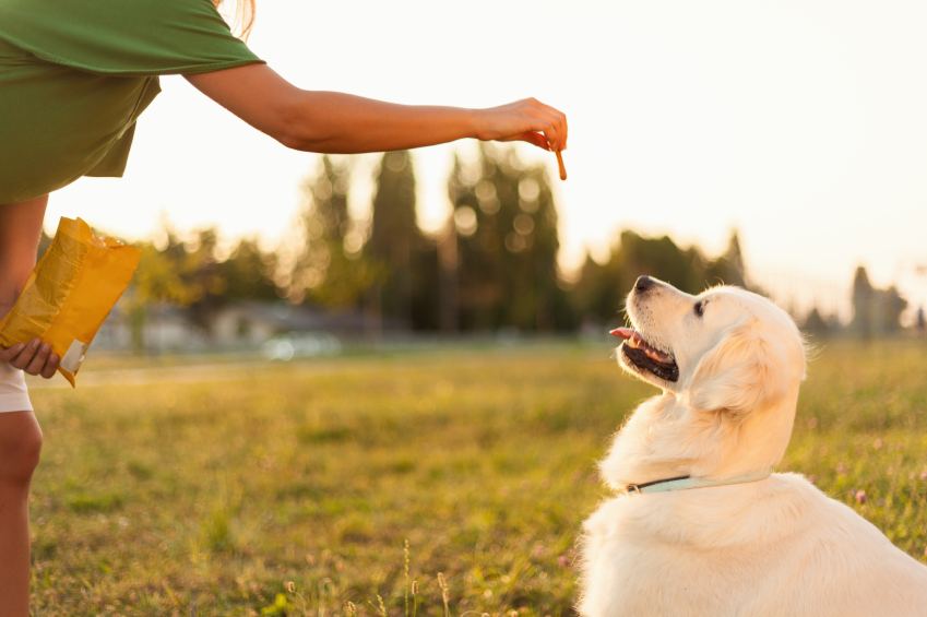 Dog Obesity Causes: Understanding and Preventing Weight Gain in Your Pet