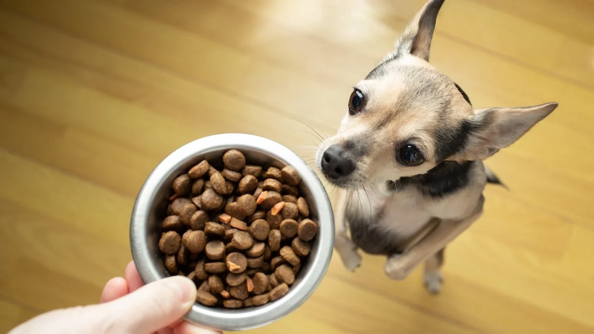 low protein dog food