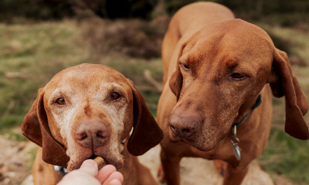 new whats best dog food for sensitive stomachs