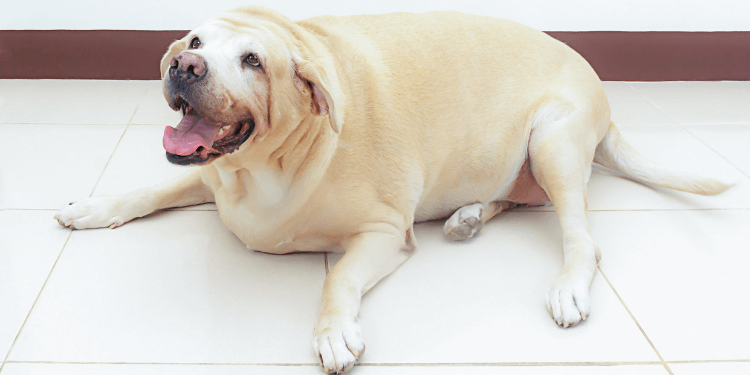 pet obesity shocking statistics about the 1 health threat to your dog