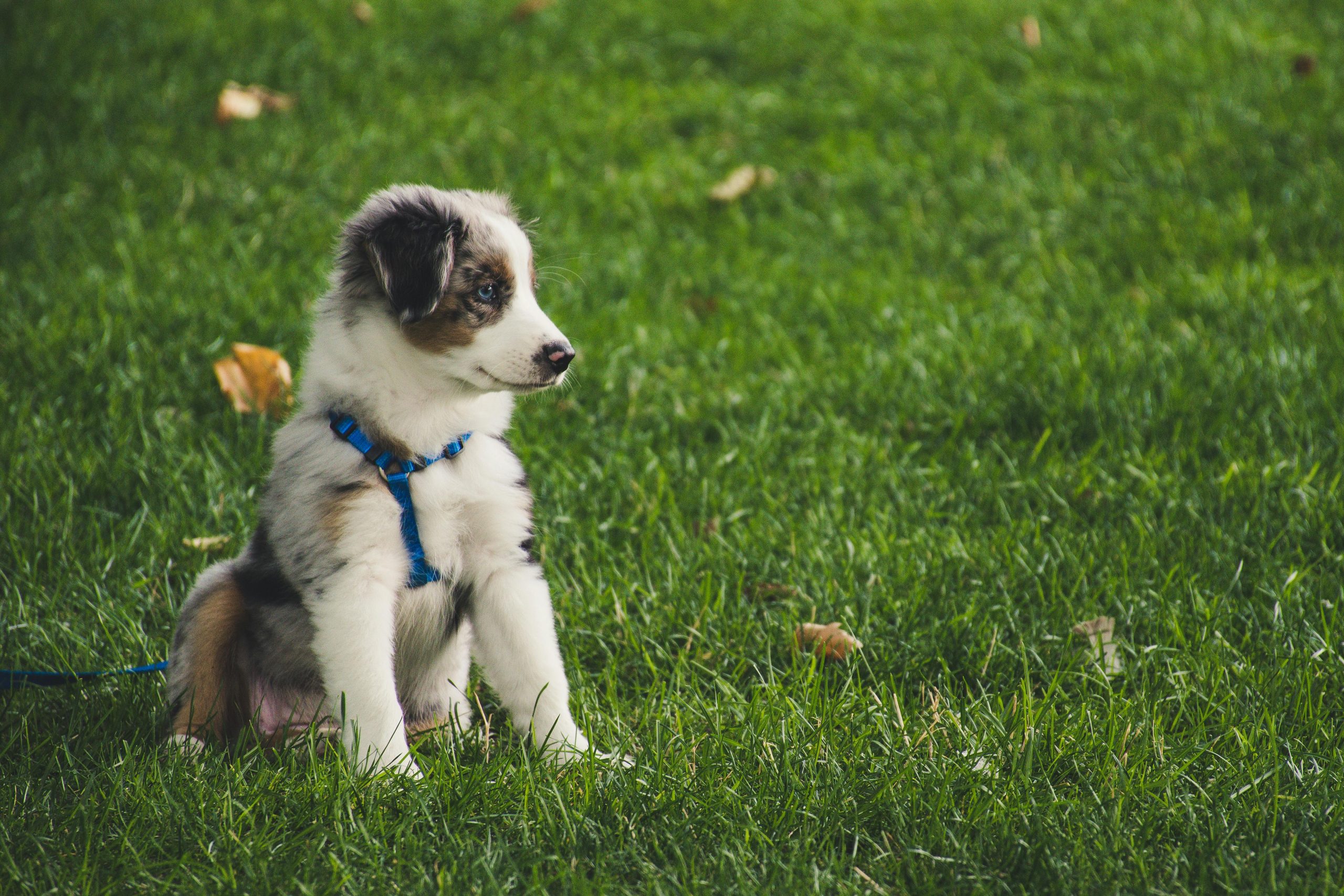 Ultimate Guide to Choosing Premium Puppy Nutrition: Tips for Health-Conscious Pet Owners