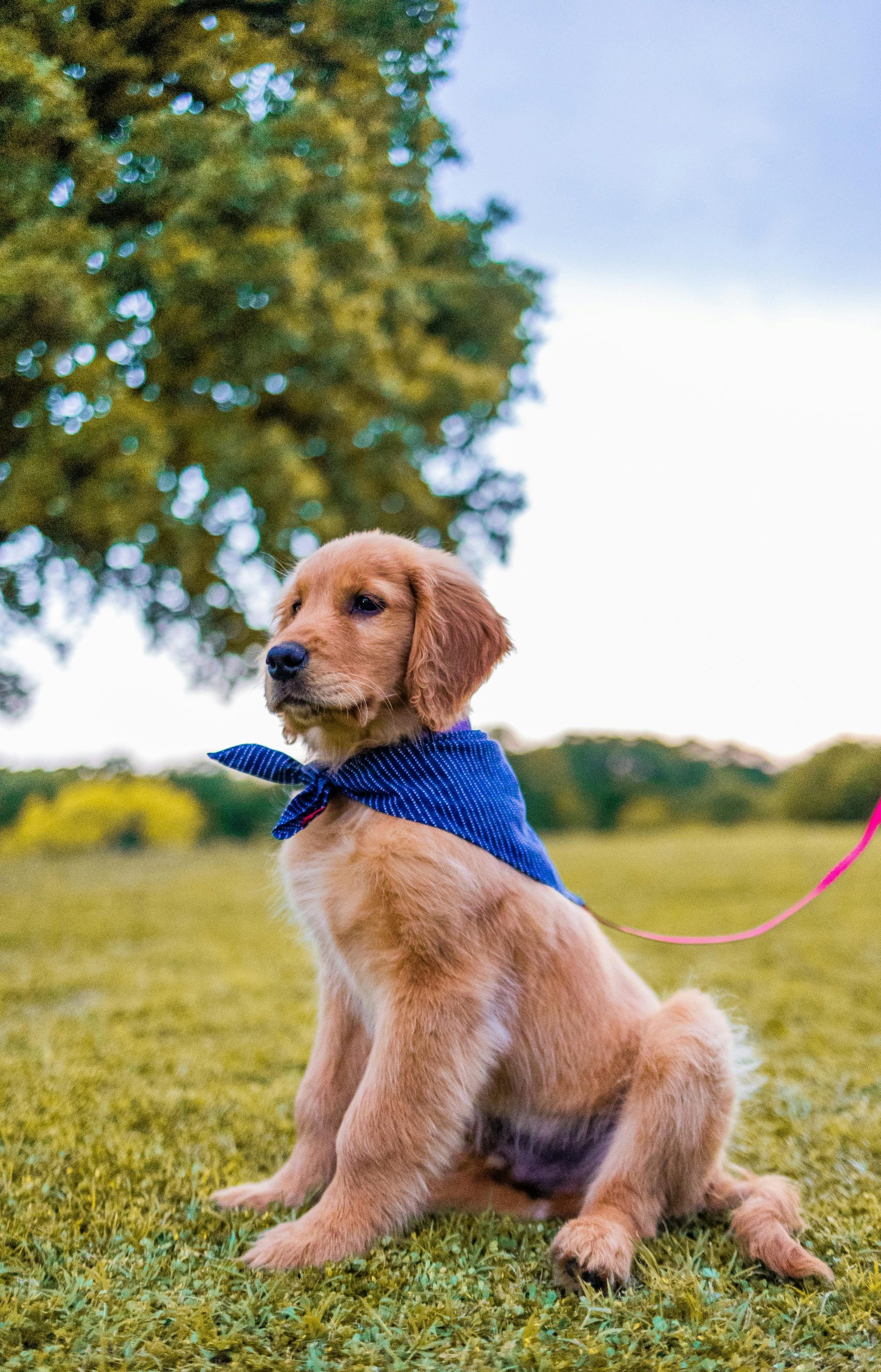 Adorable golden retriever puppy sitting on grass wearing a blue scarf.