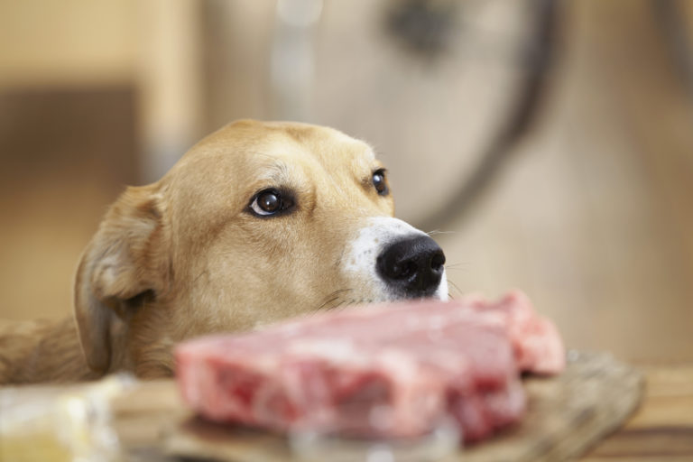 raw food dogs 768x512 1
