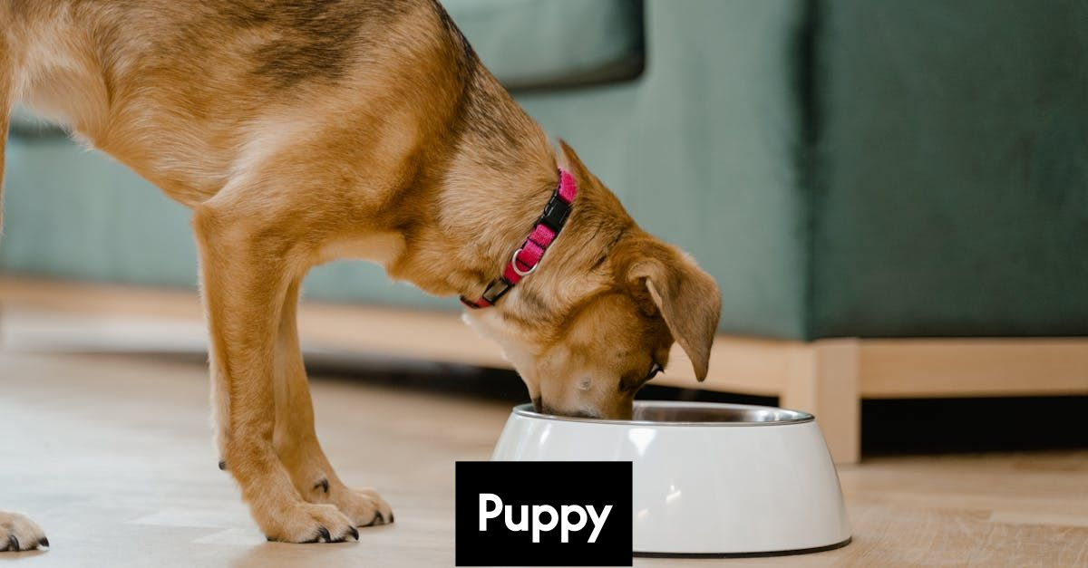 Close up of a puppy eating from a stainless steel bowl.